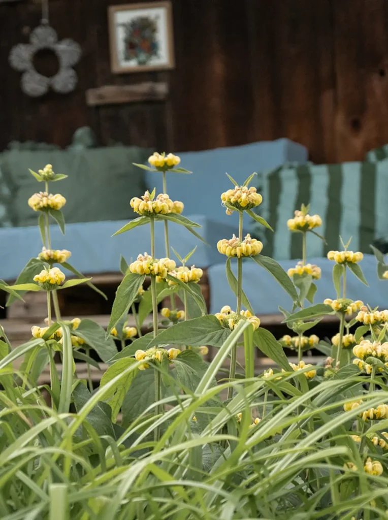 Gelbe Blumen wachsen im Vordergrund vor einer rustikalen Holzwand und einer blauen Couch im Hintergrund.