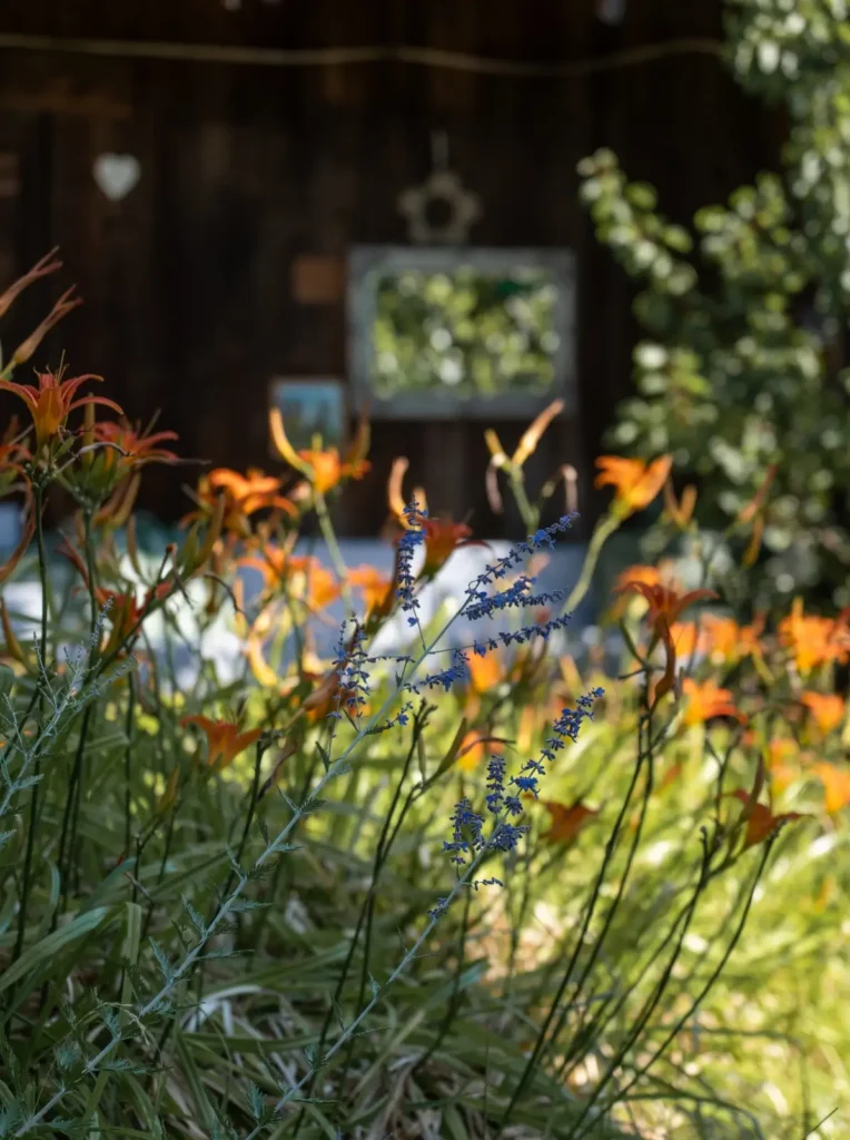 Bunte Blumen und grünes Gras vor einer rustikalen Wand mit einem Spiegel im Hintergrund.