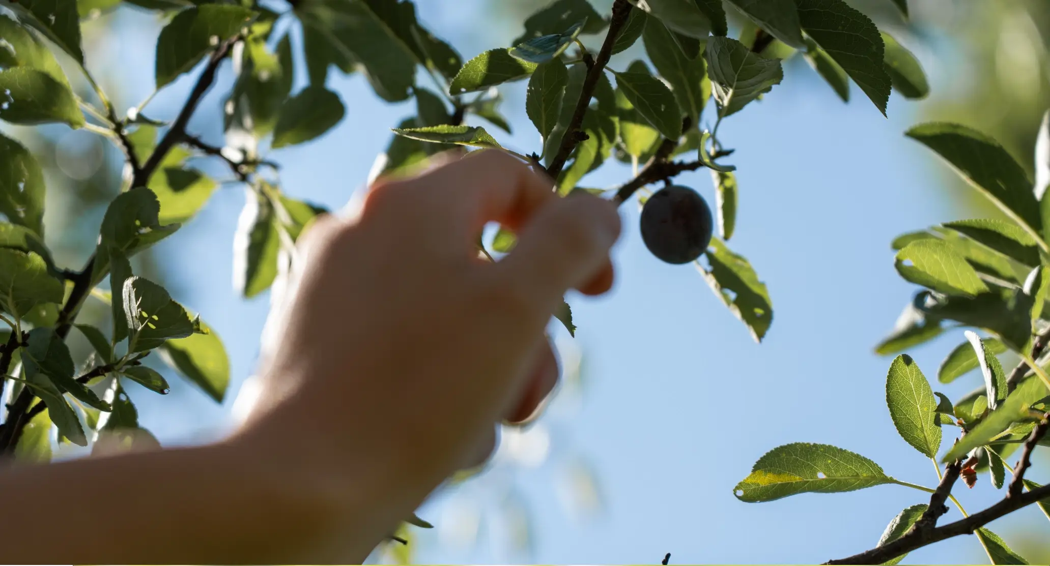 Eine Hand pflückt eine reife Frucht von einem Baum unter klarem Himmel und grünen Blättern.