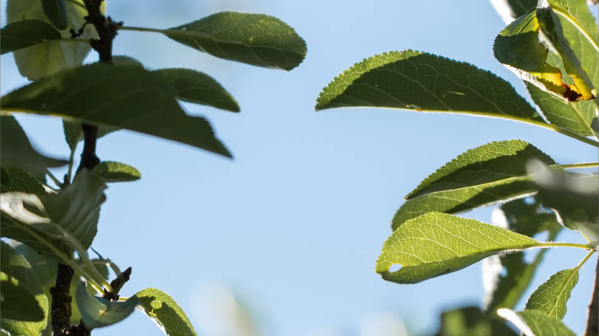 Grüne Blätter vor einem klaren blauen Himmel, die Frische und Naturverbundenheit symbolisieren.
