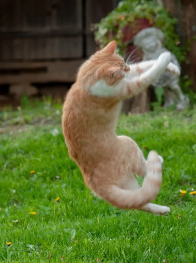 Eine springende orangefarbene Katze spielt im grünen Garten, umgeben von frischem Gras und bunten Blumen.