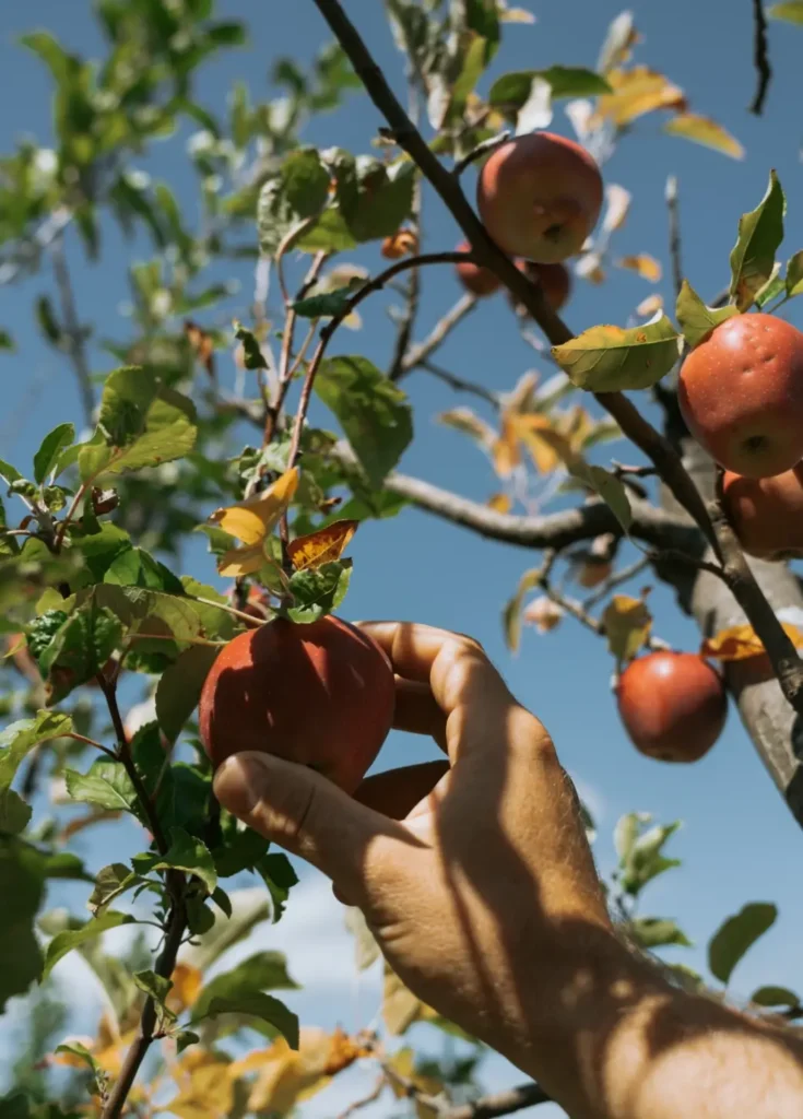 Eine Hand pflückt einen roten Apfel von einem Baum unter blauem Himmel.
